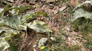 Attēlu rezultāti vaicājumam “Leontodon autumnalis  leaf”