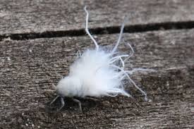 Attēlu rezultāti vaicājumam “Prociphilus xylostei”