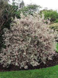 Attēlu rezultāti vaicājumam “Weigela praecox”