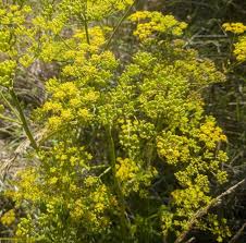 Image result for Pastinaca sativa