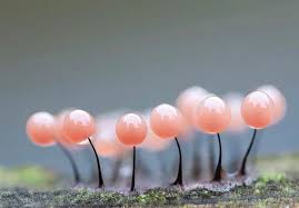 Attēlu rezultāti vaicājumam “Willkommlangea reticulata macro”