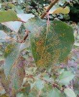 Attēlu rezultāti vaicājumam “Melampsora populnea”