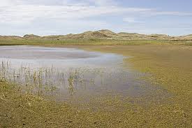 Attēlu rezultāti vaicājumam “Plantago uniflora”
