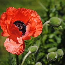 Image result for Papaver orientale