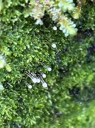 Attēlu rezultāti vaicājumam “Lamproderma columbinum young”