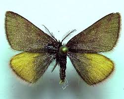 Attēlu rezultāti vaicājumam “Lythria cruentaria”