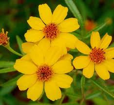 Attēlu rezultāti vaicājumam “Tagetes flower”