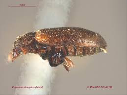 Attēlu rezultāti vaicājumam “Tetratomidae”