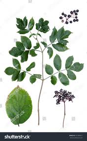 Attēlu rezultāti vaicājumam “Sambucus nigra leaf”
