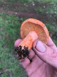 Attēlu rezultāti vaicājumam “Lactarius deliciosus”