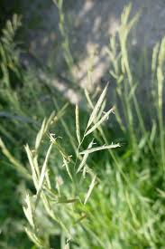 Attēlu rezultāti vaicājumam “Brachypodium pinnatum”