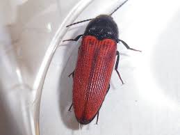 Attēlu rezultāti vaicājumam “Ampedus sp.”