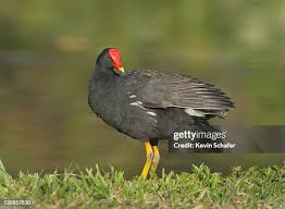 Attēlu rezultāti vaicājumam “Gallinula chloropus”