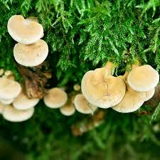 Attēlu rezultāti vaicājumam “Panellus stipticus”