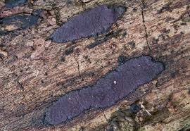 Attēlu rezultāti vaicājumam “Hypoxylon vogesiacum”