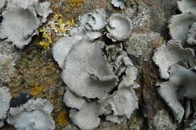 Attēlu rezultāti vaicājumam “Dermatocarpon luridum”