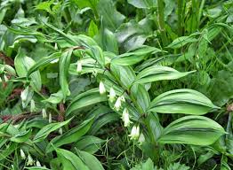 Attēlu rezultāti vaicājumam “Polygonatum odoratum”