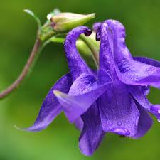 Image result for Akelei