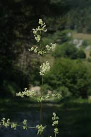 Attēlu rezultāti vaicājumam “Galium album”