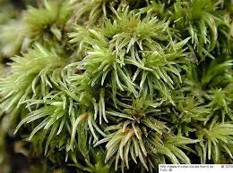 Attēlu rezultāti vaicājumam “Leucobryum juniperoideum”