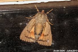 Attēlu rezultāti vaicājumam “Amphipyra pyramidea”