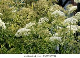 Attēlu rezultāti vaicājumam “Sium latifolium fruit”