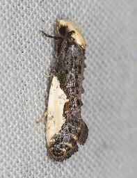 Attēlu rezultāti vaicājumam “Monopis monachella”