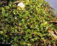 Attēlu rezultāti vaicājumam “Plagiomnium ellipticum”