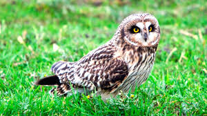 Attēlu rezultāti vaicājumam “Asio flammeus”