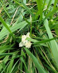 Attēlu rezultāti vaicājumam “Didymium spongiosum”