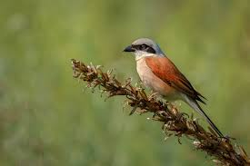 Attēlu rezultāti vaicājumam “Lanius collurio”