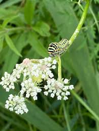 Attēlu rezultāti vaicājumam “Peucedanum palustre leaf”