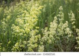 Attēlu rezultāti vaicājumam “Galium boreale bud”