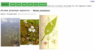 Attēlu rezultāti vaicājumam “Alisma plantago-aquatica fruit”