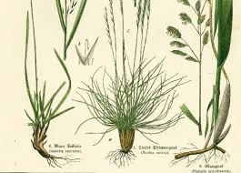 Attēlu rezultāti vaicājumam “Phleum phleoides fruit”