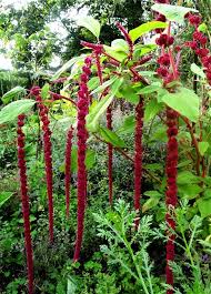 Image result for Fuchsschwanz