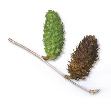 Attēlu rezultāti vaicājumam “Betula alleghaniensis fruit”