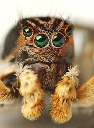 Attēlu rezultāti vaicājumam “Aelurillus v-insignitus”