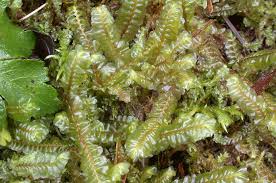 Attēlu rezultāti vaicājumam “Plagiochila porelloides”