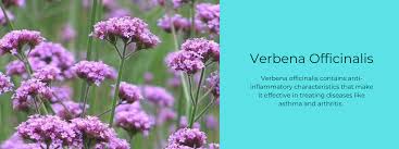 Image result for Verbena officinalis