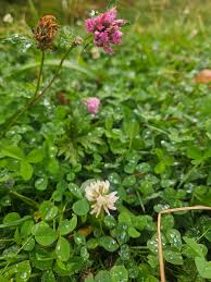 Attēlu rezultāti vaicājumam “Trifolium repens flower”