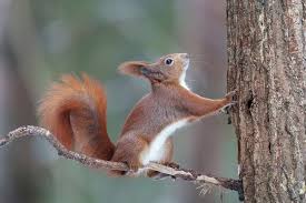 Attēlu rezultāti vaicājumam “Sciurus vulgaris”