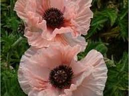 Image result for Papaver orientale