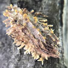 Attēlu rezultāti vaicājumam “Akanthomyces aculeatus”