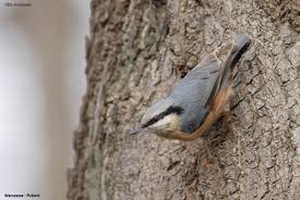 Attēlu rezultāti vaicājumam “Sitta europaea nest”