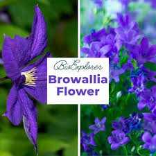 Image result for Browallia speciosa