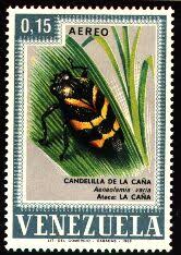 Attēlu rezultāti vaicājumam “Aphrophoridae imago”