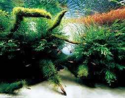 Znalezione obrazy dla zapytania takashi amano%