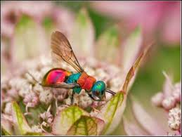 Attēlu rezultāti vaicājumam “Hedychrum sp.”