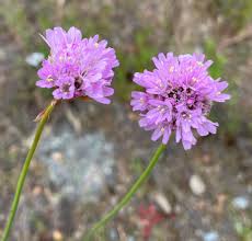 Attēlu rezultāti vaicājumam “Plumbaginaceae”
